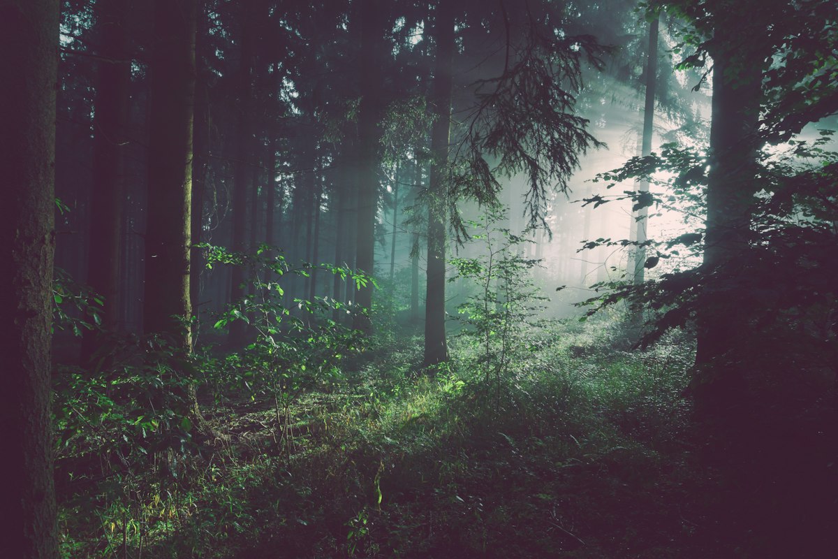 Ecología Integral y Justicia Social: protección de la Casa Común y preservación de la biodiversidad ante la degradación ambiental
