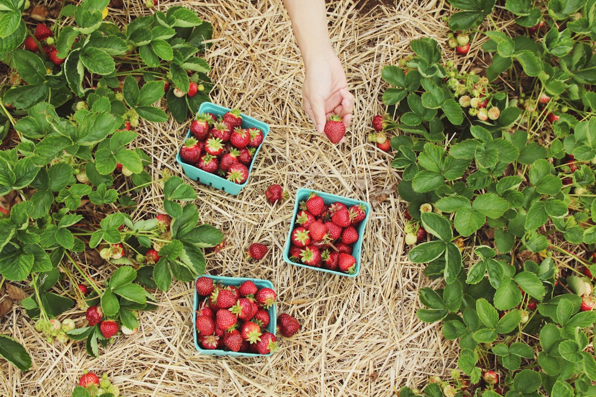 Prácticas sostenibles de Ecología Integral y Justicia Social en el territorio y la producción comunitaria